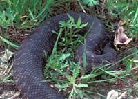 snake-cottonmouth