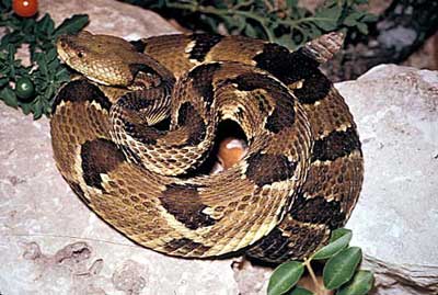 snake-timber_rattlesnake