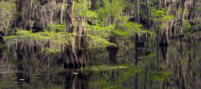 Caddo-Lake