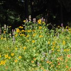 Pocket Prairie: Rewards of Native Landscape