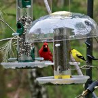 What NOT To Feed Birds