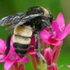 The Demise of the American Bumble Bee
