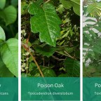 Beware: Poison Plants Ahead