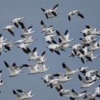 Fall Migration is for the Birds