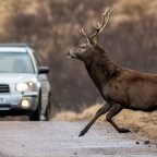 It’s Daylight Saving Time, Deer