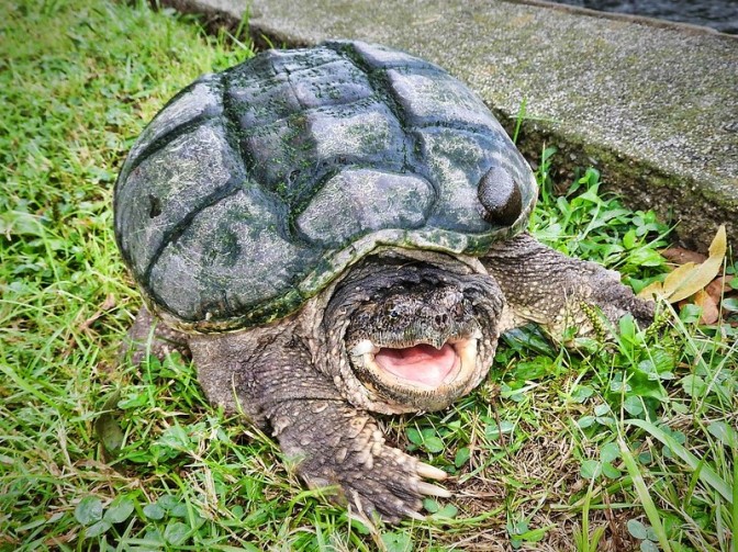 snappingg turtle with open mouth