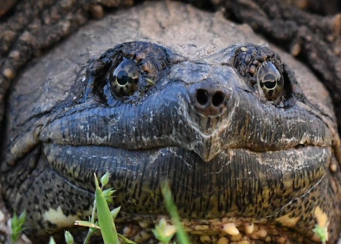snapping turtle closeup of head