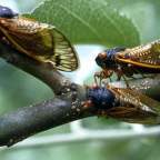 Cicadas, a Synchronous Emergence