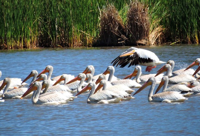 Flock of American White Pelicans on lake