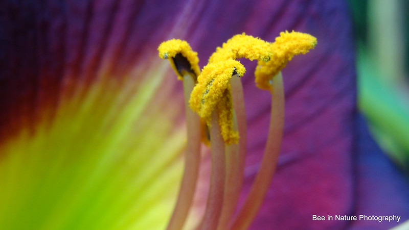 close-up of pollen on anthers