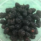 Blackberry Time Arrives