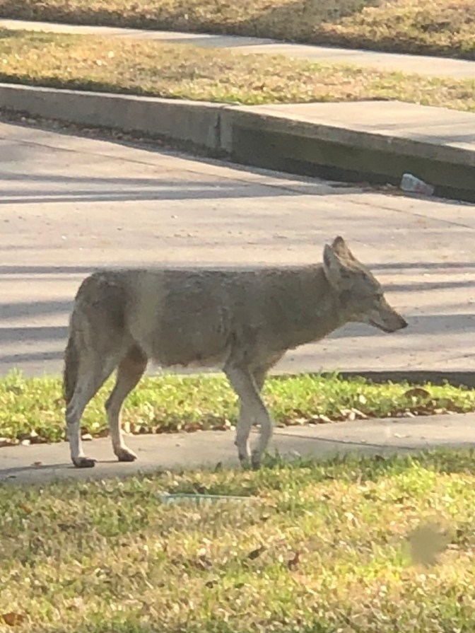 urban coyote in Richardson, TX
