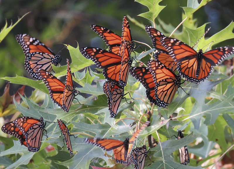 Monarch butterflies roosting