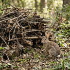 Brush Piles: Good for the Ecosystem